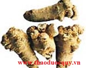 Tam thất - vị thuốc tuyệt vời cho sức khỏe