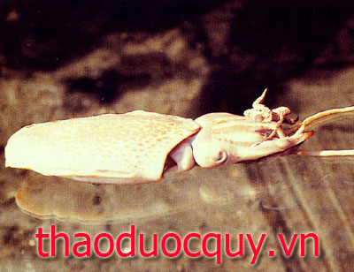 Hải Phiêu Tiêu
