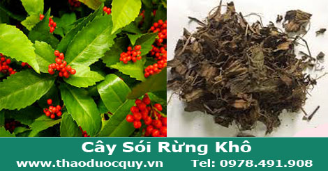 c&acirc;y-s&oacute;i-rừng-trị-bệnh-g&uacute;t